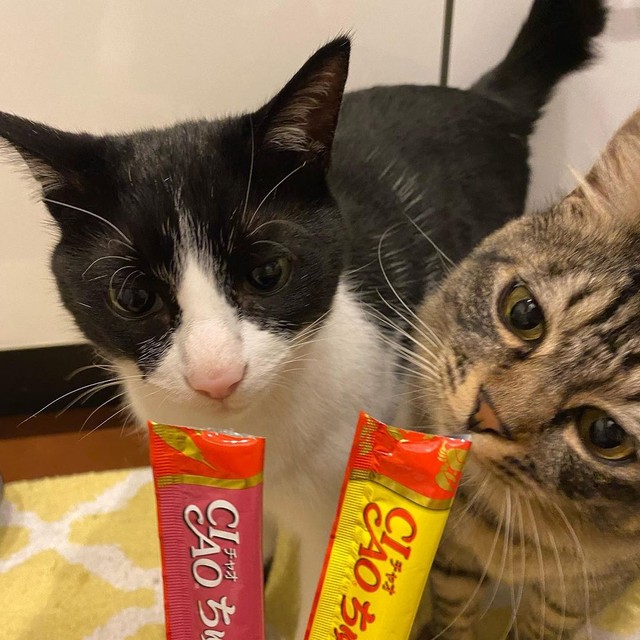 仲良くおやつタイム＝maruyura1025さん提供