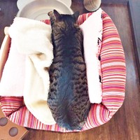 まるでホットドッグみたい！？  クッションにはさまるワンダーくん（画像提供：キャットアパートメントコーヒーさん）