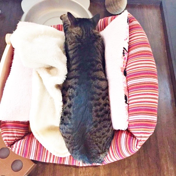 まるでホットドッグみたい！？  クッションにはさまるワンダーくん（画像提供：キャットアパートメントコーヒーさん）