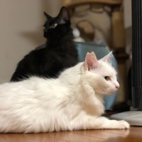 仲良しぺぺちゃんと一緒に。横顔も美人でしょ