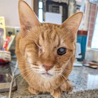 2026年2月のはやてくん。左目に少し濁りがあるもののしっかりした顔つきです