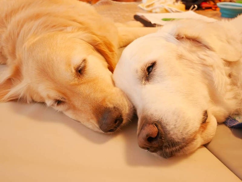 アニーと仲良くすやぁ