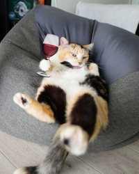 年末年始は食っちゃ寝