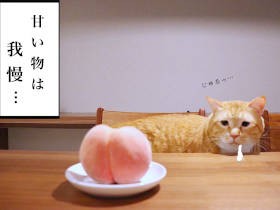 お太り様猫「ぐっぴー」、健康診断前日の悪あがき失敗　見栄は捨て、ありのままで…