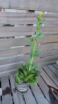 菜の花のような花を咲かせた！？（「ぽたろうの家庭菜園HACK」さん提供）
