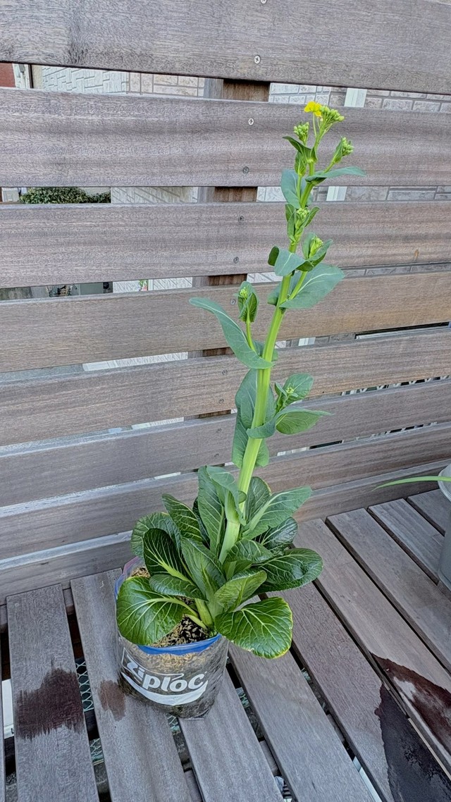 菜の花のような花を咲かせた！？（「ぽたろうの家庭菜園HACK」さん提供）