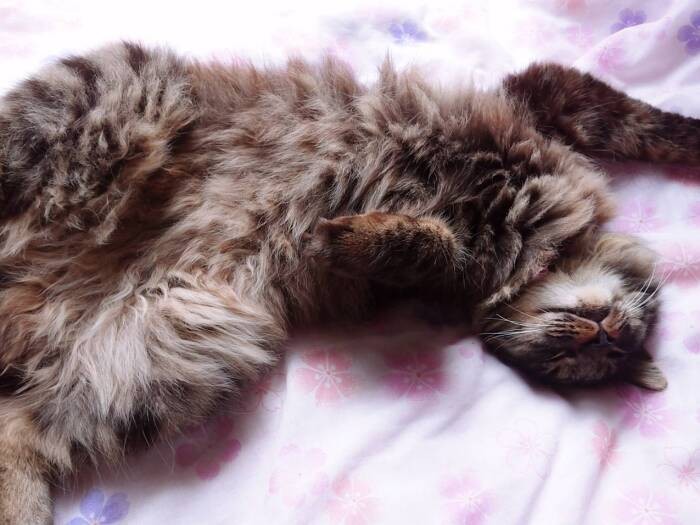 やってきて数日後の、このくつろぎっぷり（多恵子さん提供）