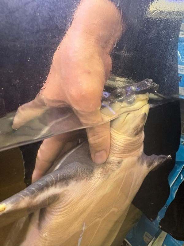 お父さん大好き！ 撫でられておとなしくしているブタバナガメ（画像提供：corokukizさん）