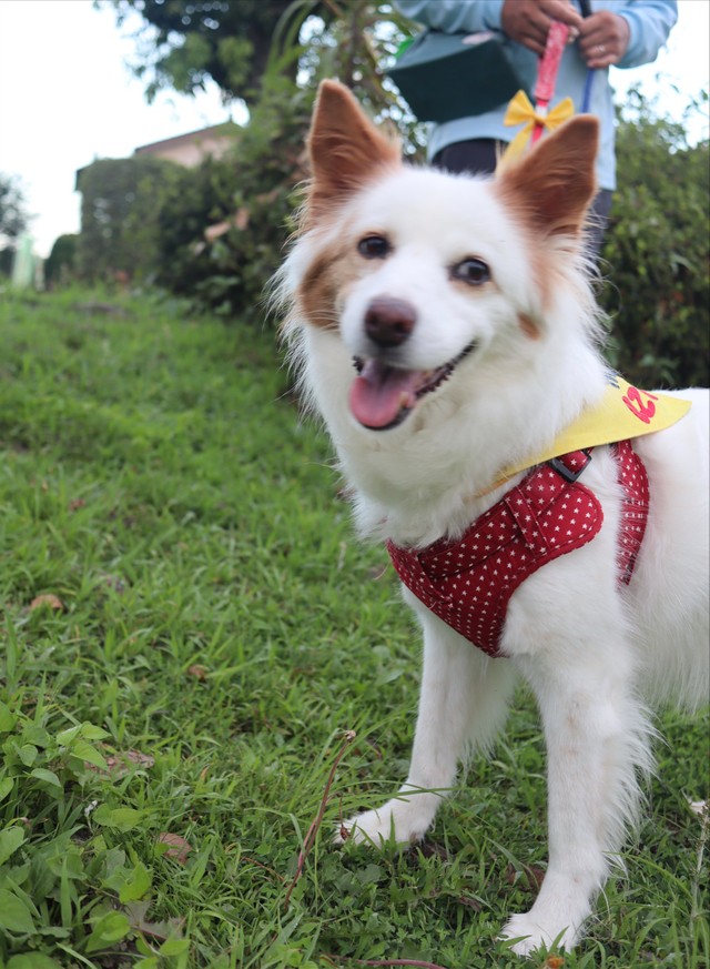 みちさんは、犬を連れて散歩している人が多い時間帯を避けながらまるこちゃんの散歩をしているという（提供写真）