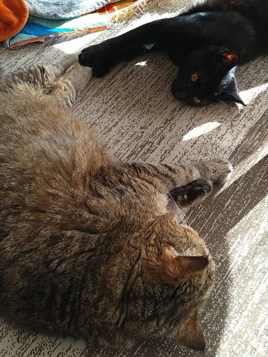 黒猫は、望月さん家の新入りの「こまめ」。ちとせに甘えたくて、何とかふれようとしている（望月さん提供）