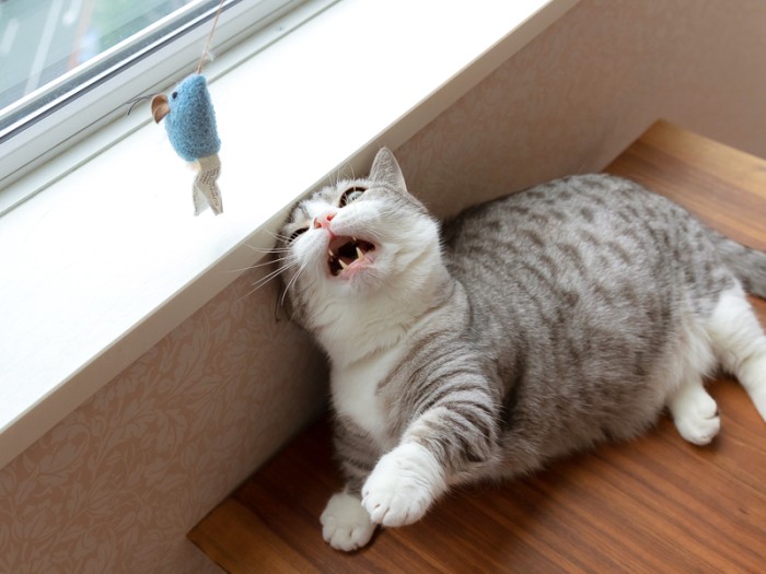 お笑い担当のこうさく。以上が室井家の5レンジャーです