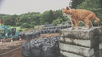 「Call My Name～原発被災地の犬猫たち～」