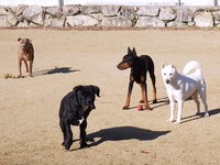 施設内のドッグランで遊ぶ保護わんこたち。「保護したコの多くが心に闇を抱えています」「だからうちでは『お手』も『伏せ』も言いません。仲良しであればそれで十分です」とXに投稿していた荻野所長（画像提供：一般社団法人「ワニガメ生態研究所」）