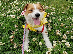 クローバーと満開の笑顔で、幸せのおすそわけ！　ジャック「琳」