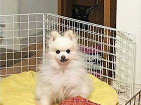 お気に入りの場所は窓辺だよ　ポメラニアンの「ポコたん」 