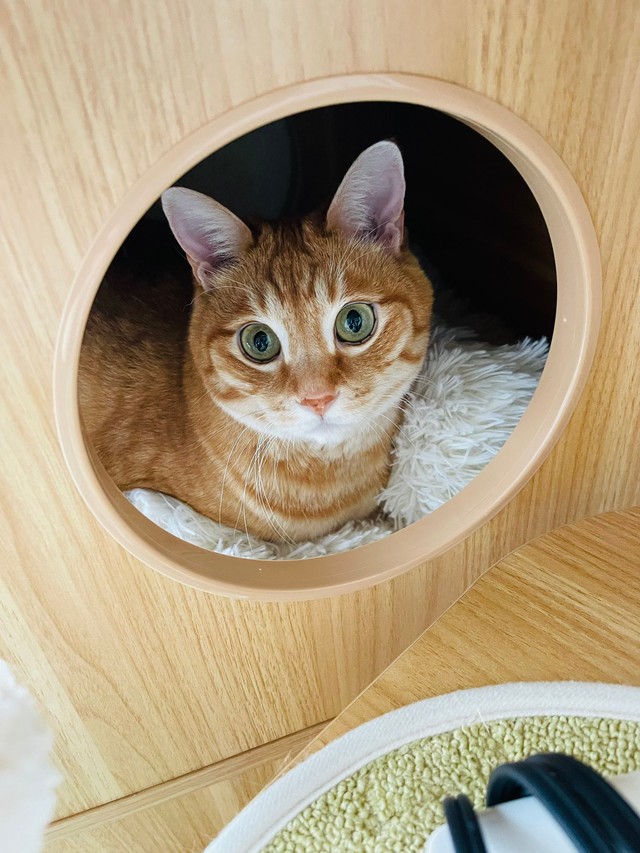 やはり狭いところは落ち着く様子のみんたくん（提供：保護猫みんた様と下僕のぺちの助🍏さん）