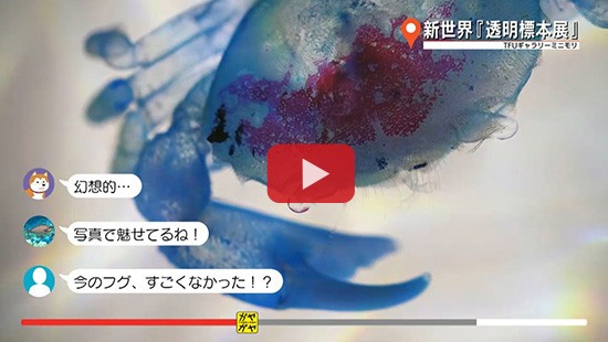 #90新世界『透明標本展』②