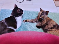 猫会議中！？ 向かい合って寝そべる（左から）オットーくん、しじみちゃん（画像提供：さよさん）