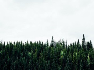 エコバック活用で地球温暖化は解決する？自分がどうしたいかを考えた