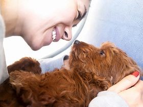 ゴミ袋で捨てられていた犬　愛され上手な甘えんぼうに