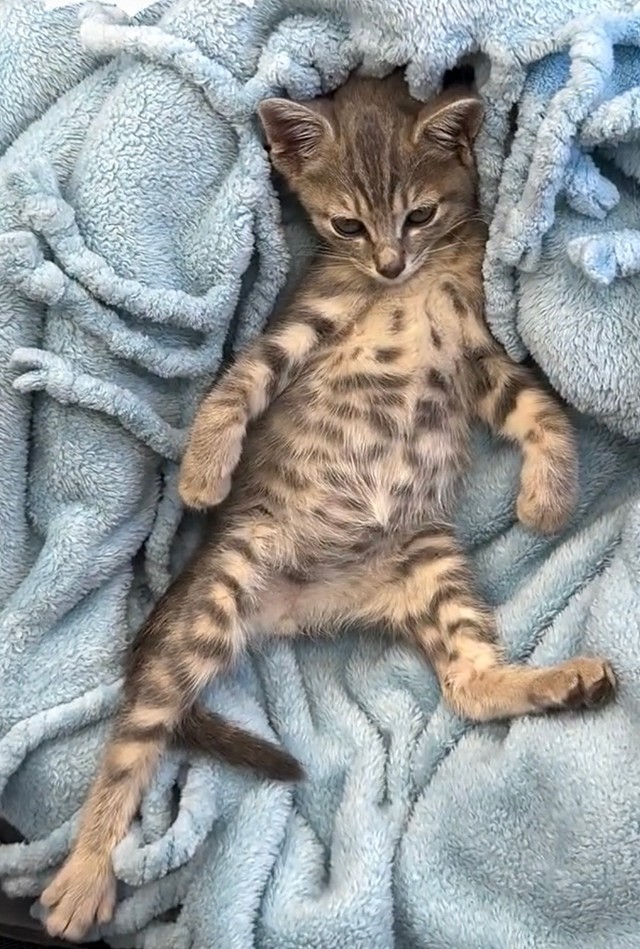 生後２ヶ月の嵐。197万回再生された動画から。初めて会社にやってきた時からこのくつろぎようで、大物感が漂っていた（同社提供）