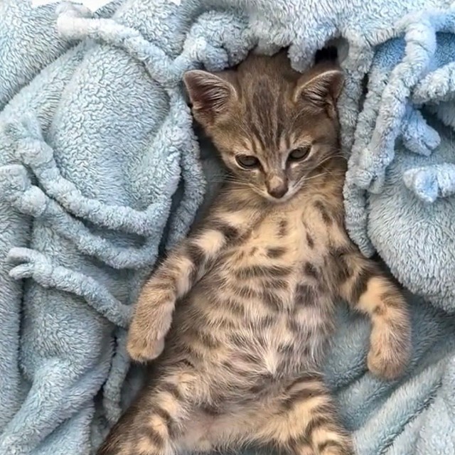 生後２ヶ月の嵐。197万回再生された動画から。初めて会社にやってきた時からこのくつろぎようで、大物感が漂っていた（同社提供）