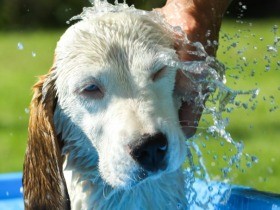暑さに弱い犬、熱中症に注意！　症状にはまず冷やす応急処置を