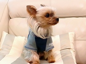 大好きなパパが帰国、毎日一緒でうれしいヨーキーのハリー