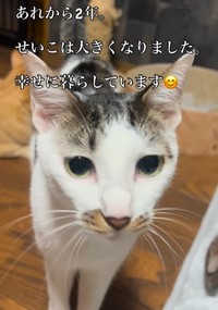 あれから2年。せいこちゃんは大きくなりました！（えみさん提供、Instagramよりキャプチャ撮影）