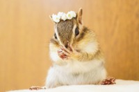 2018年4月に4歳で亡くなったというビッケちゃん。亡くなってからも“世界で最も愛されたシマリス”と呼ばれ親しまれているという（提供写真）