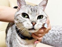 大好きなお姉ちゃんに会えてご満悦なサスケくん（画像提供：みふゆ（三冬）さん）