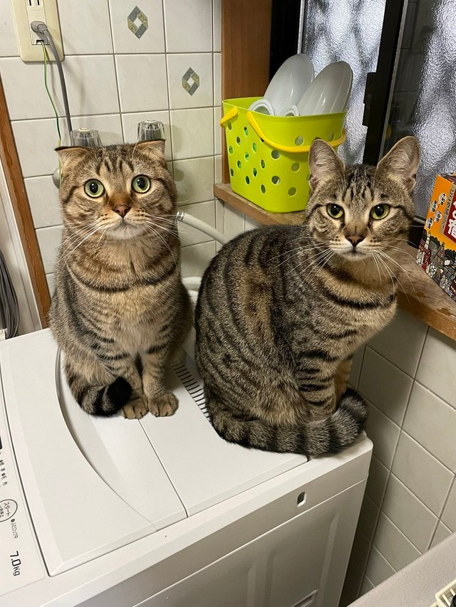 洗濯機が開けられない＝はるとさん@tomeji1106）提供