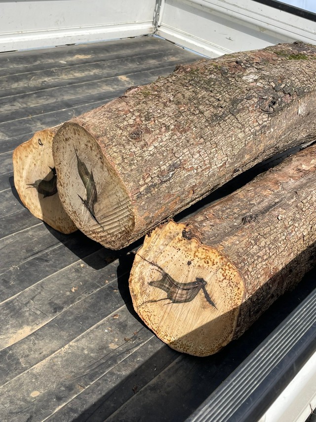 「1000本に1本」ともいわれる黒柿か　切り株の断面写真に騒然／まつかさ堂（@horoosuke）さん