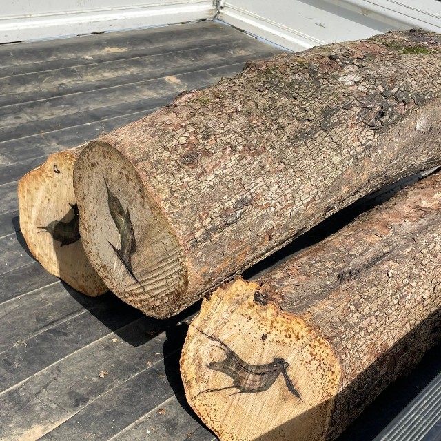 「1000本に1本」ともいわれる黒柿か　切り株の断面写真に騒然／まつかさ堂（@horoosuke）さん