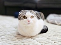 お手てないないポーズのセラくん（画像提供：今日、セラさん）