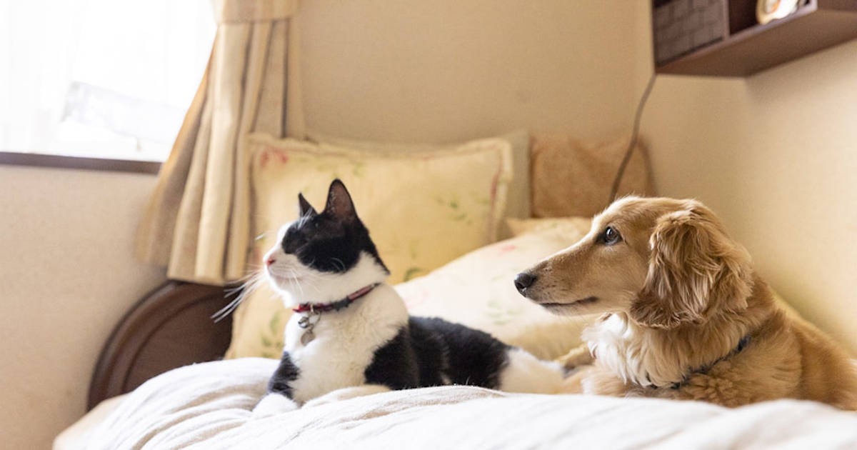 6a95d99d662763170823e4e0520492