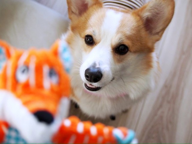 誕生日プレゼントをもらったぱんちゃん（画像提供：ぱん コーギーさん）