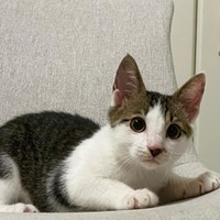 「にゃに？」と見つめる＝mike_dedenneさん提供
