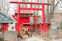 蔵王キツネ村の鳥居の前で小競り合いをする2匹のキツネ（提供：狐仙人乃弟子 トコノオルタさん）