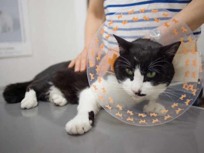 「ここの院長先生も、おばちゃんと同じセイコーの時計してるよ」（小林写函撮影）