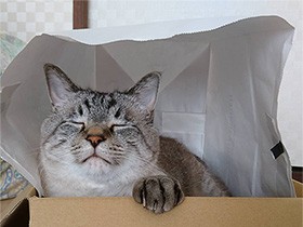 飼い主のおばあさんが亡くなりわが家へ　シャムトラの「マロン」