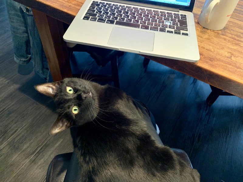 膝に乗るのが大好きなフェスター。お家でsippoの原稿を書いている時は決まってフェスターが膝に乗っています。