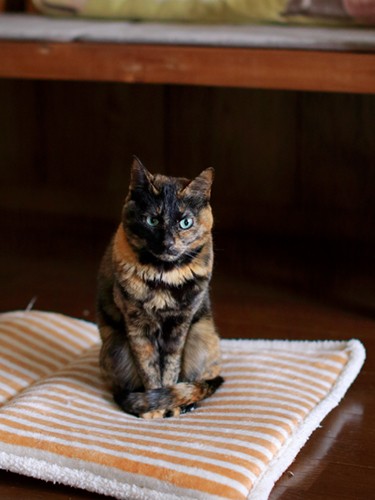 ベル（女の子）