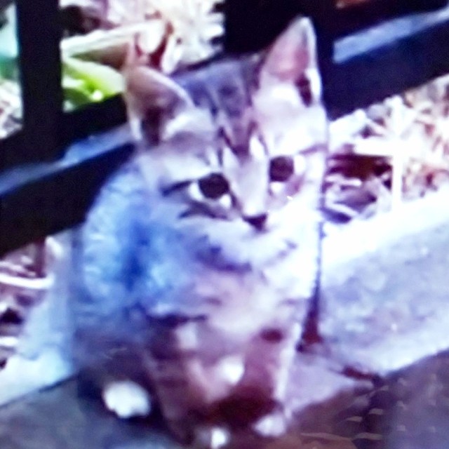 母猫に連れられ、飼い主さんのほうをじっと見つめるココロちゃん（画像提供：ココロさん）