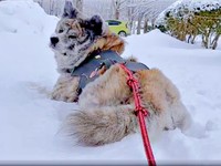 振り向く純ちゃん。鼻の上に雪が積もっています（画像提供：秋田犬 純：Akita Inu Junさん）