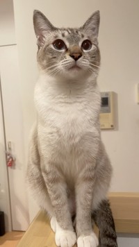 幼い顔が可愛いレオくん＝meifu_waさん提供