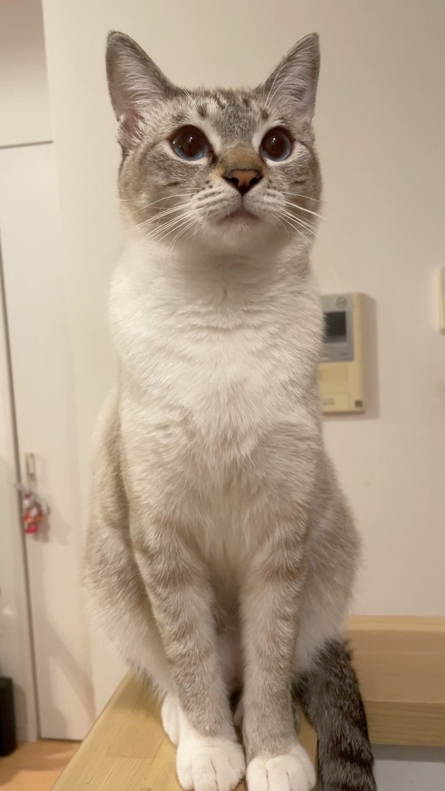 幼い顔が可愛いレオくん＝meifu_waさん提供