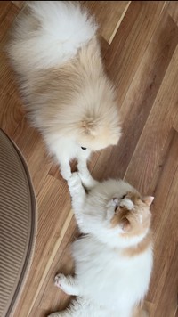 お手手をつないで見つめあってるレモンくんとポテチくん（提供：猫のレモンと犬のポテチさん）