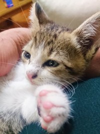 子猫時代、飼い主さんの撫でられてうっとりするポポくん（画像提供：YuuuuJtny-Kさん）