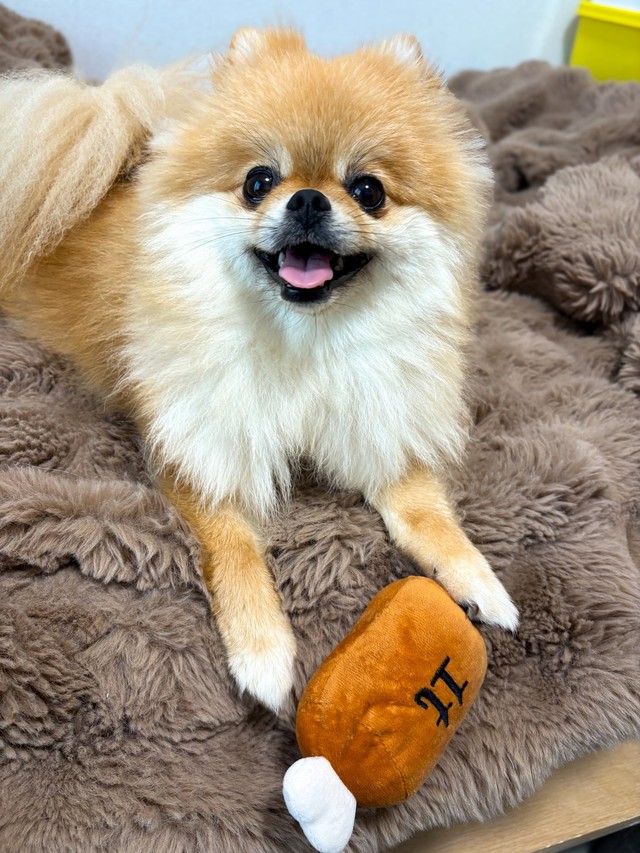 笑顔も可愛い、ぽちゃん（画像提供：EBIKECHIさん）